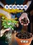 陶粒 吸附过滤 稳定水质 多厂就近发货 现货出售