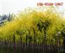 北方苗木基地20-22-25公分金枝槐 带土全球发货