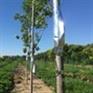 QT-2021插针式植物茎流系统
