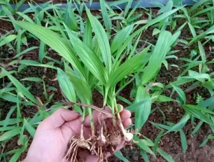 聚焦湖北中药材产业带 百草堂白芨标准化种植&nbsp;&nbsp;白芨种植