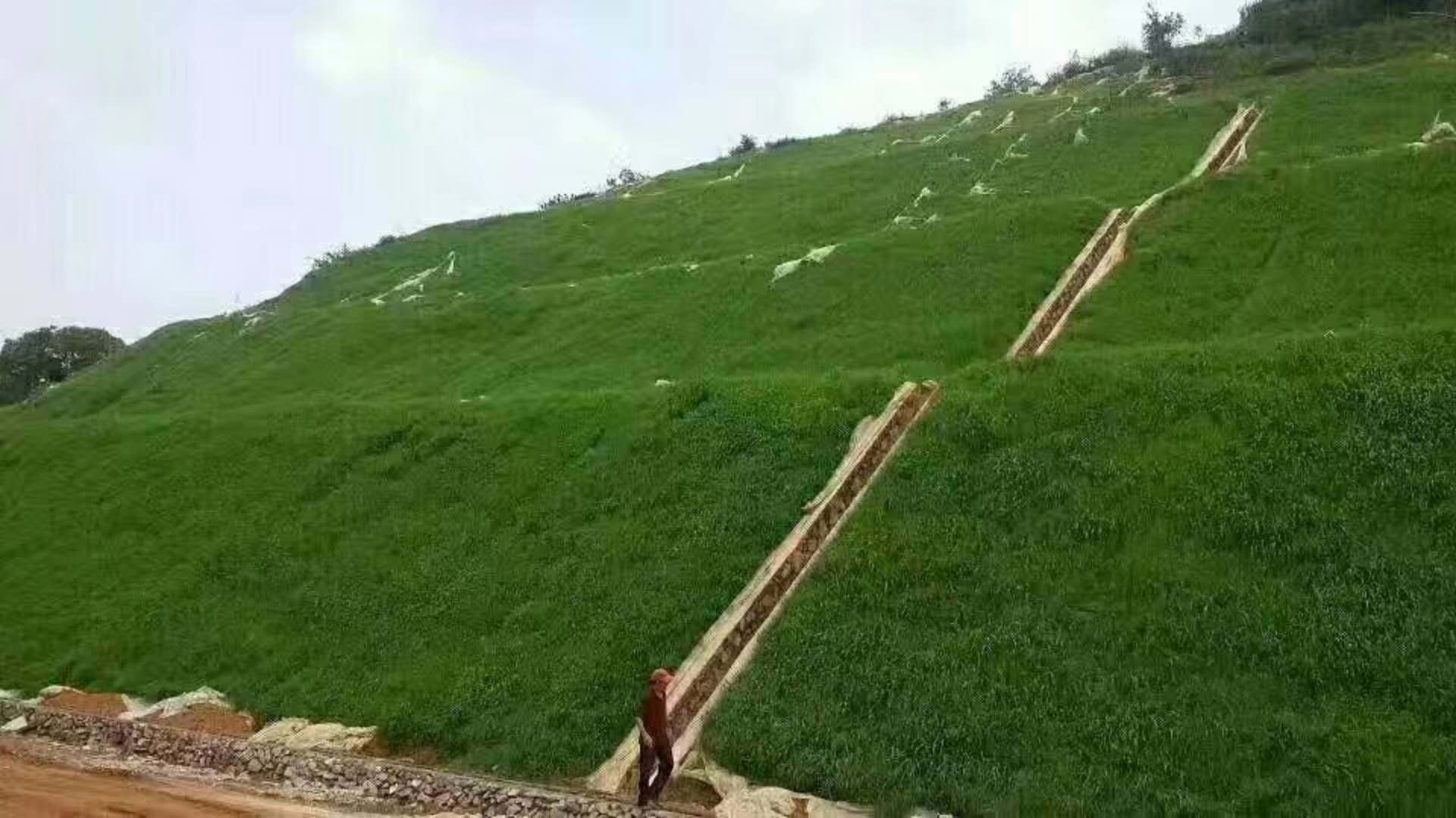 绿化草花种子价格&nbsp;&nbsp;绿化草籽&nbsp;&nbsp;护坡草坪种子